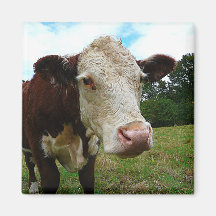 High Def Hereford Fridge Magnets