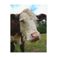 High Def Hereford postcard