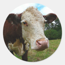 High Def Hereford Round Sticker