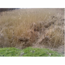 High Grass In Dried Lake photo sculptures by lifesphere High Grass In Dried Lake photo sculptures