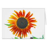 High Key Sunflower Cards
