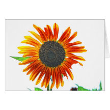 High Key Sunflower Cards