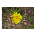 High Mountain Dandelion High Mountain Dandelion