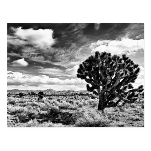 High Noon Postcard
