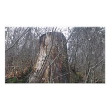 High Park Tree Stump Photo Print