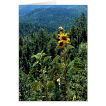 High Road to Taos cards