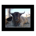 Highland Bull posters