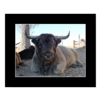 Highland Bull posters by pawtraitart Highland Bull posters