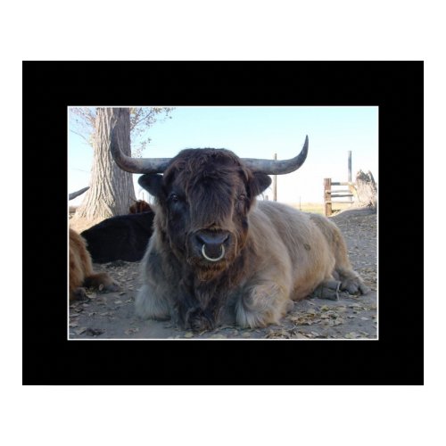 Highland Bull print