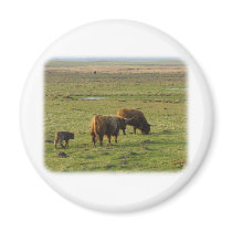 Highland Cattle 9T076D-003 magnets