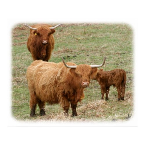 Highland Cattle 9Y316D-017 print