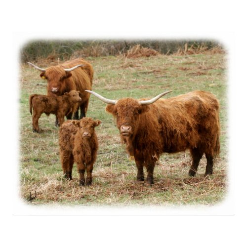 Highland Cattle 9Y316D-055 print
