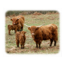 Highland Cattle 9Y316D-055 posters by TraffordPhotos Highland Cattle 9Y316D-055 posters