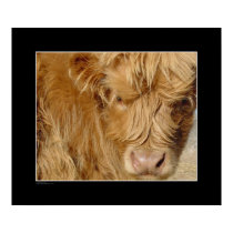 Highland Cattle Calf posters by pawtraitart Highland Cattle Calf posters