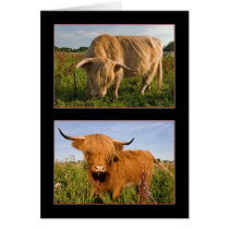 Highland Cattle cards