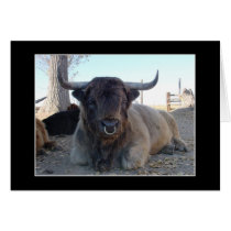 Highland Cattle cards