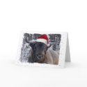 Highland Cattle Christmas Card