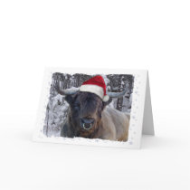Highland Cattle Christmas Card