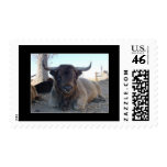 Highland Cattle postage