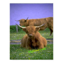 Highland-Cattle poster posters