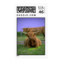 Highland-Cattle stamp