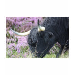 Highland Coo T Shirts