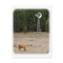 Highland Cow 9Y345D-041 postcards