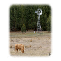 Highland Cow 9Y345D-041 posters