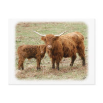 Highland Cow and calf 9Y316D-045 postcards by TraffordPhotos Highland Cow and calf 9Y316D-045 postcards