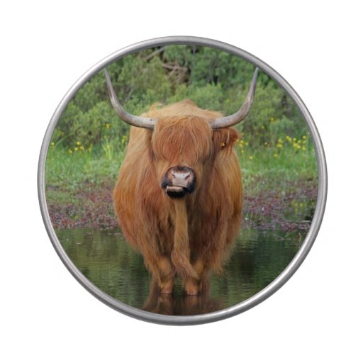 Highland Cow Candy Tin 