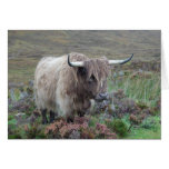 Highland cow card