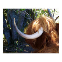 Highland Cow, Fairlight, East Sussex. Print