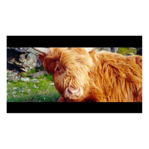 Highland Cow Photo Business Cards (back side)