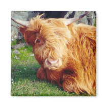 Highland Cow Photo Magnets