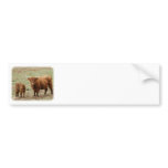 Highland Cow with calf 9Y316D-048 Bumper Stickers