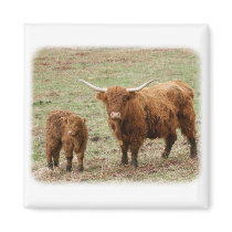 Highland Cow with calf 9Y316D-048 magnets