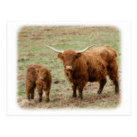 Highland Cow with calf 9Y316D-048 Post Card