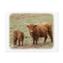 Highland Cow with calf 9Y316D-048 Post Card