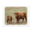 Highland Cow with calf 9Y316D-048 postcards