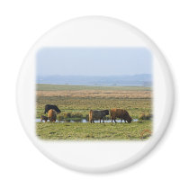 Highland Cows 9T076D-012 magnets