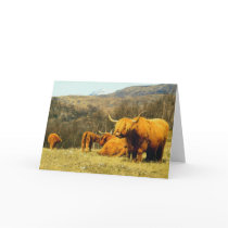 Highland Cows cards