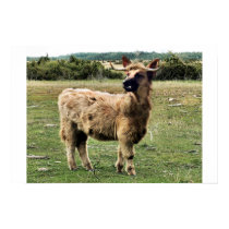 Highland dog posters