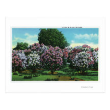 Highland Park Lilacs in Bloom Post Cards