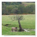 Highland pony and raven posters