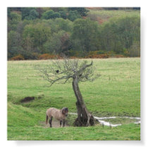 Highland pony and raven posters by Bourach Highland pony and raven posters