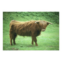 Highland Steer, Island of Mull, Inner