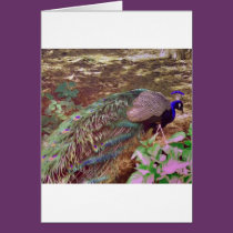 highpasspeacock.gif cards