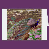 highpasspeacock.gif cards