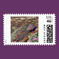highpasspeacock.gif stamps