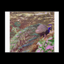 highpasspeacock.gif postcards